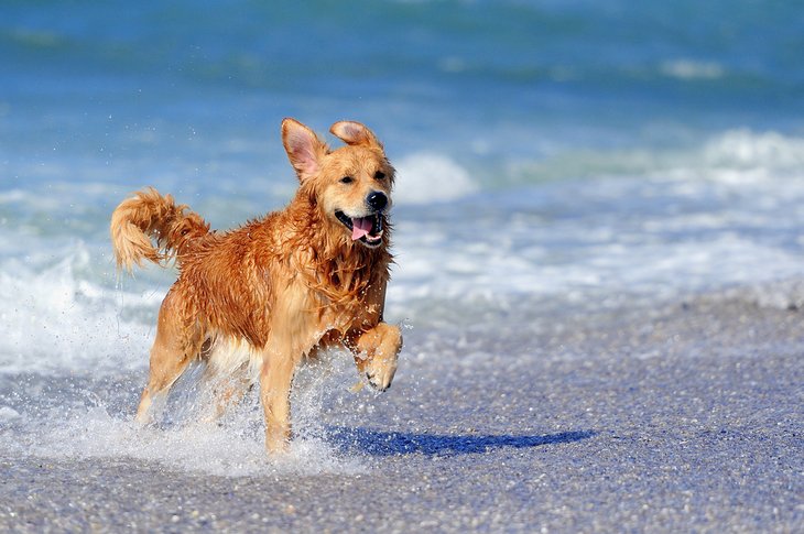 狗享受海滩