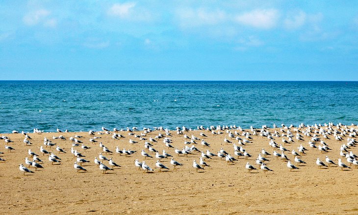 南安普顿海滩上的海鸥