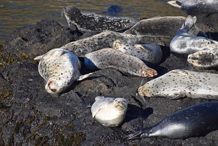 在亚奎纳角鲗鱼涌休息的海豹