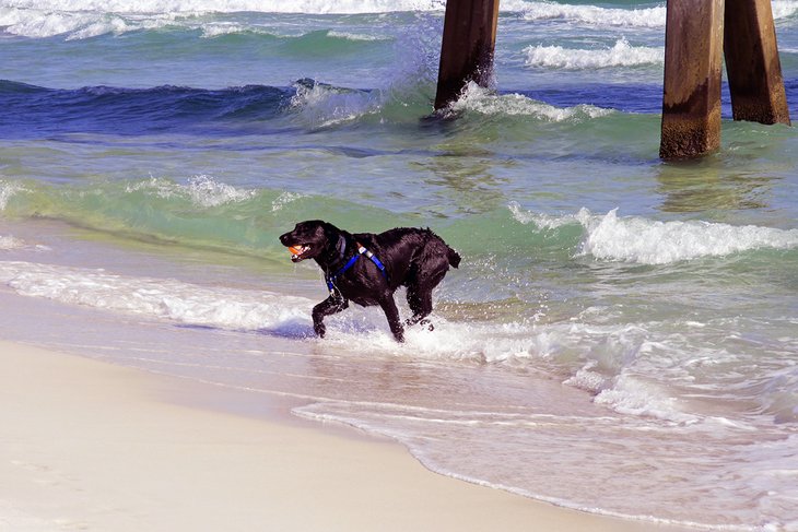 狗狗在巴拿马城海滩玩耍