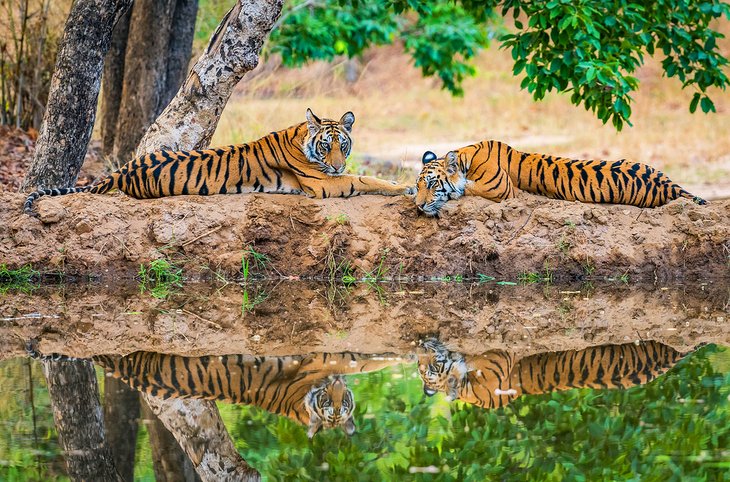在班达迦国家公园的雌老虎