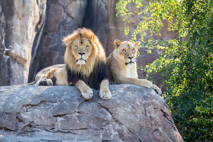 塞奇威克县动物园的狮子