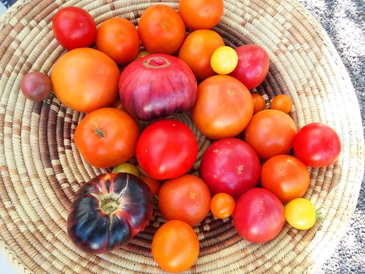 祖传番茄在圣达菲农贸市场