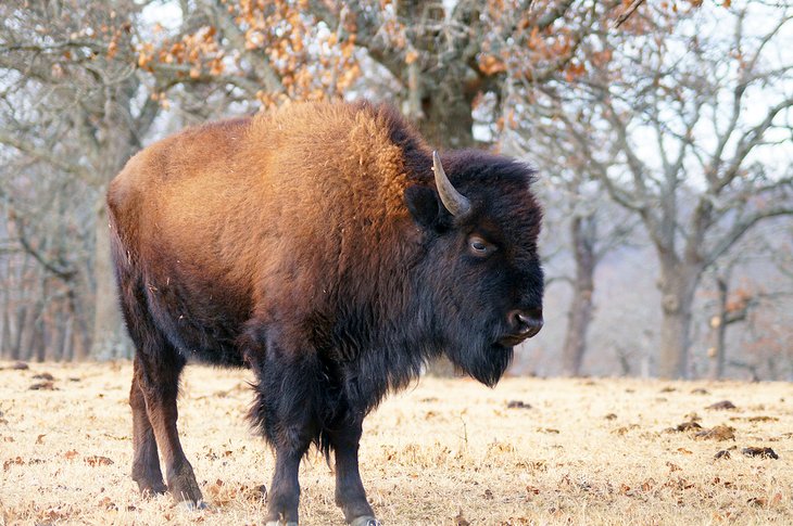 Woolaroc博物馆和野生动物保护区的美国野牛
