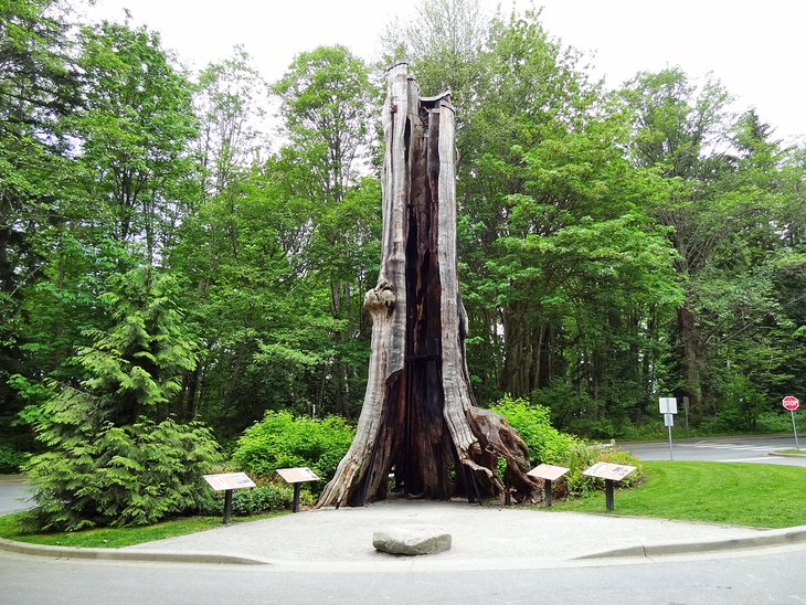 空心树在斯坦利公园,温哥华