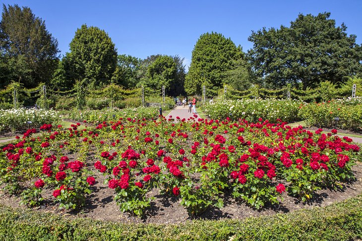 玛丽女王玫瑰花园在摄政公园