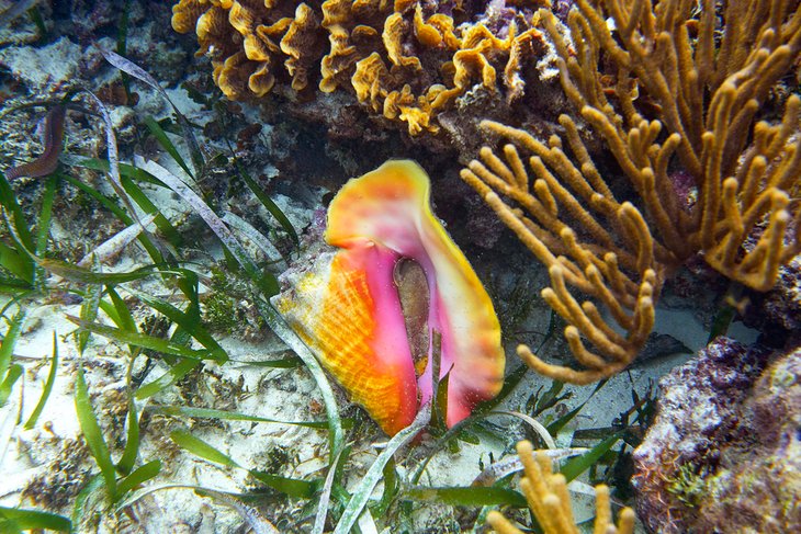 里维埃拉玛雅中美洲珊瑚礁上的海螺壳