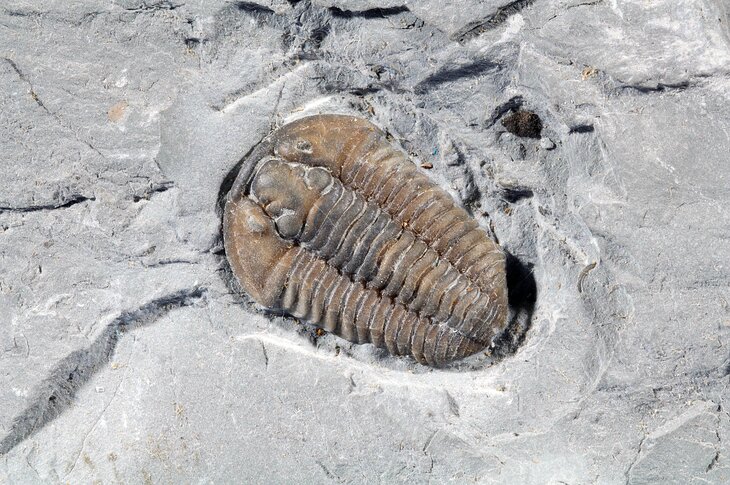 三叶虫化石,俄亥俄州辛辛那提