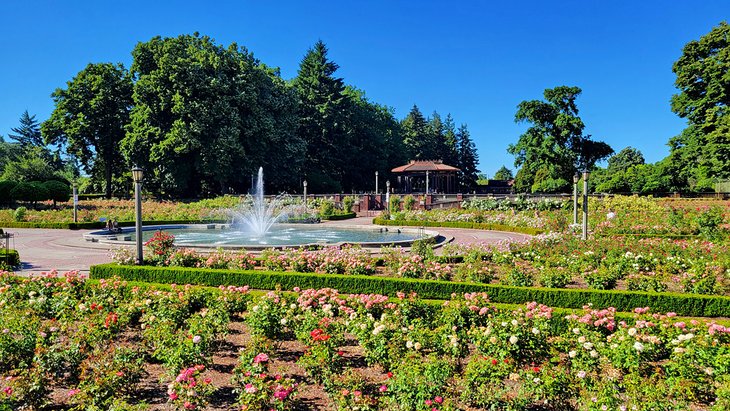 半岛公园玫瑰花园