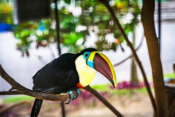 巨嘴鸟在国家动物园