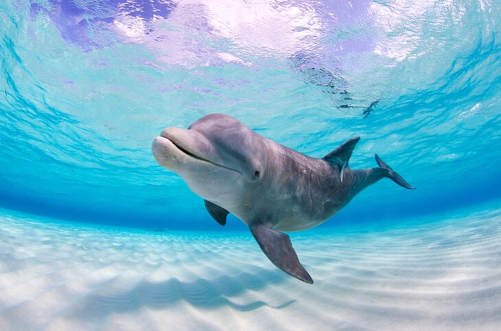 海豚在开曼群岛