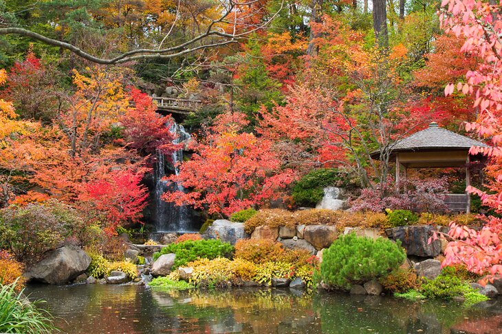 安德森日本花园的秋色