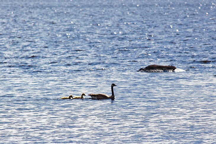 初夏在布雷尔顿湖上的鹅