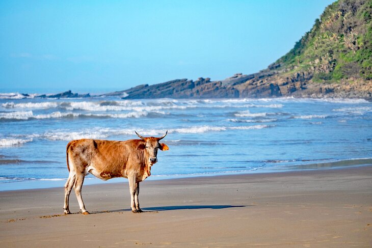 圣约翰港第二海滩的奶牛