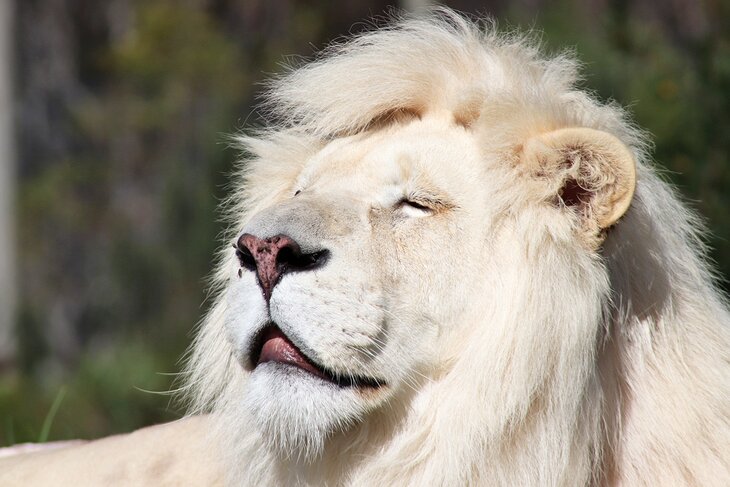 特尼克瓦野生动物意识中心的稀有白狮子