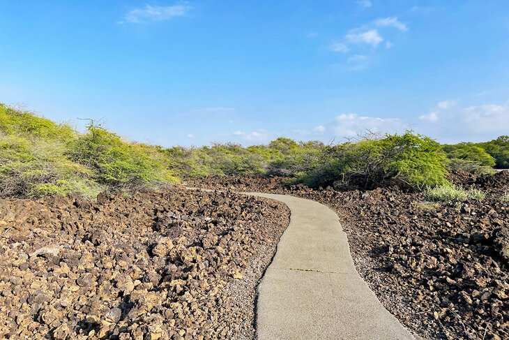 在夏威夷大岛的马拉玛小径上穿过熔岩场