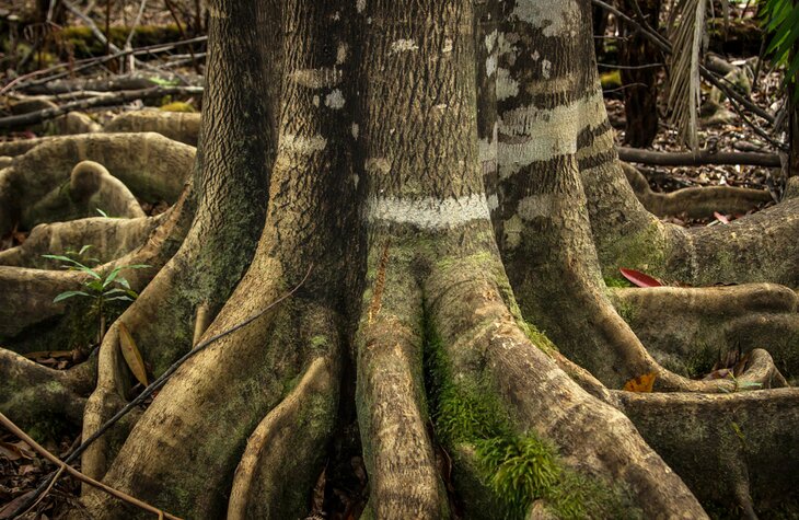 科纳云雾森林保护区的树根