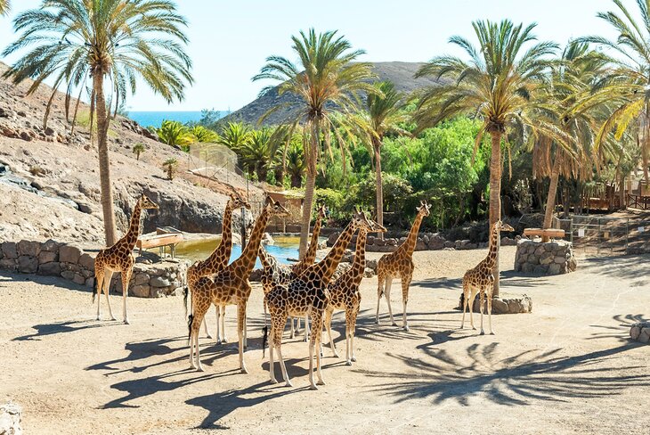 富埃特文图拉绿洲野生动物园的长颈鹿
