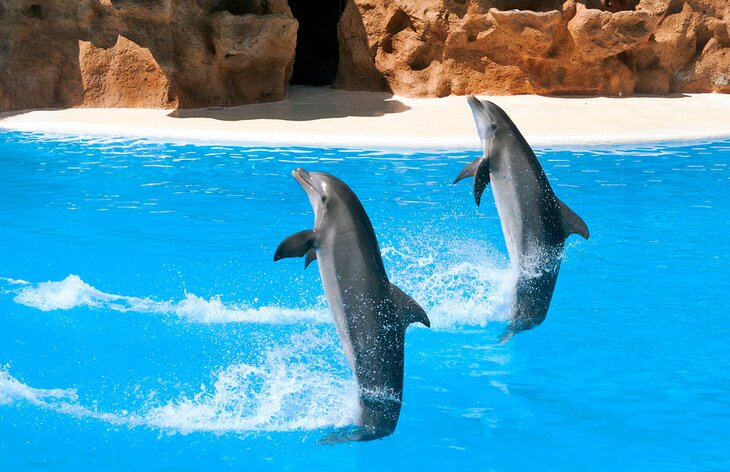洛罗公园的海豚