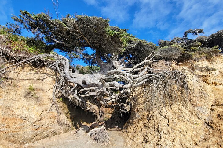 生命之树,Kalaloch海滩